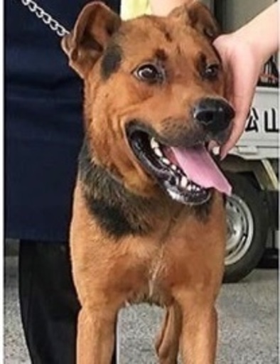 緊急 今日の17時まで松山市保健所 雑種犬 みかん 松山のその他の里親募集 ジモティー 緊急 今日の17時まで松山市保健所 雑種犬 みかん 松山のその他の里親募集 ジモティー