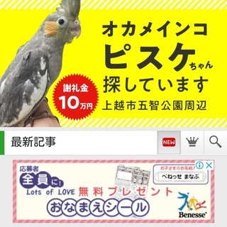 オカメインコを捜しています。保護頂いた方には御礼させて頂きます。ご協力をお願い致します。の画像