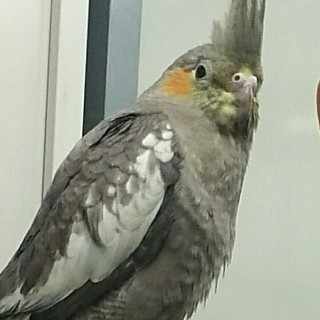 オカメインコを捜しています。保護頂いた方には御礼させて頂きます。ご協力をお願い致します。 − 長野県