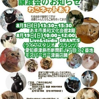8月19日愛知県津島市で子猫大集合～～☆