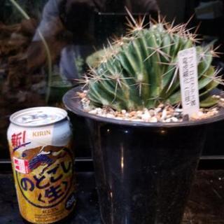 サボテン 多肉植物 竜虎綴化