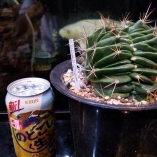 サボテン 多肉植物 竜虎綴化