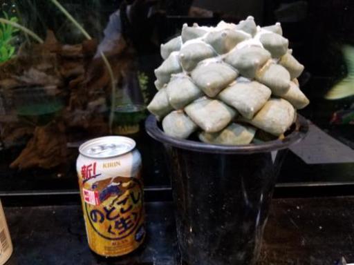 サボテン多肉植物 花牡丹1