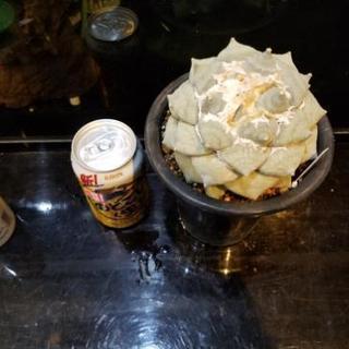 サボテン多肉植物 花牡丹2