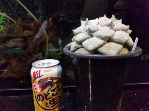サボテン多肉植物 花牡丹2
