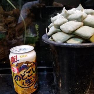 サボテン多肉植物 花牡丹2