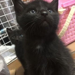 保護猫の赤ちゃん猫です（生後一ヶ月） − 福岡県