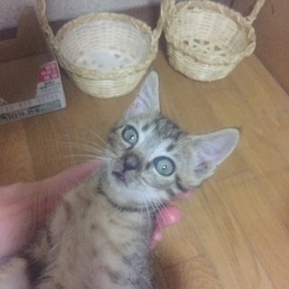 二カ月以内の可愛い子猫の里親さん募集❤️ − 茨城県