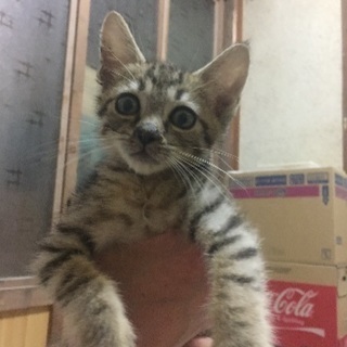 二カ月以内の可愛い子猫の里親さん募集❤️ - 猫