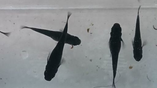 オロチめだかの卵個 A発送可 バナナタルト 倉吉のその他の中古あげます 譲ります ジモティーで不用品の処分