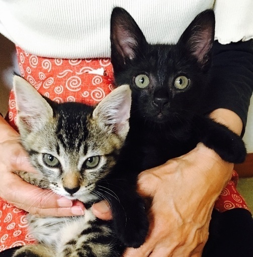 子猫2匹 里親募集 家族になってください すう 北九州の猫の里親募集 ジモティー 子猫2匹 里親募集 家族になってください すう 北九州の猫の里親募集 ジモティー