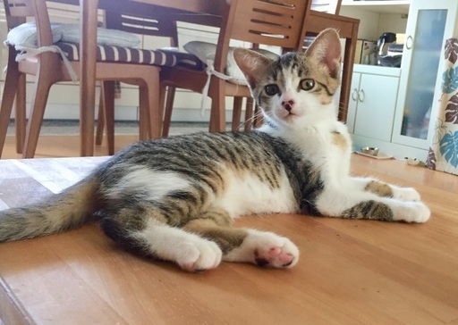 胸で寝るのが大好き甘えんぼユキちゃん ちーぶー 藤枝の猫の里親募集 ジモティー 胸で寝るのが大好き甘えんぼユキちゃん ちーぶー 藤枝の猫の里親募集 ジモティー