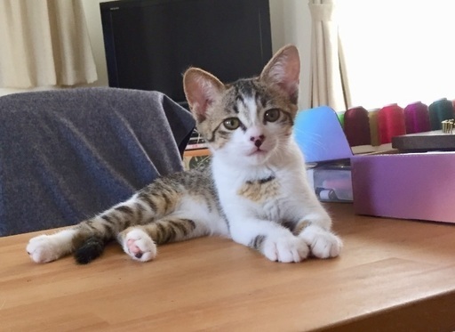 胸で寝るのが大好き甘えんぼユキちゃん ちーぶー 藤枝の猫の里親募集 ジモティー 胸で寝るのが大好き甘えんぼユキちゃん ちーぶー 藤枝の猫の里親募集 ジモティー
