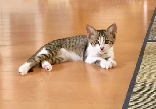 胸で寝るのが大好き甘えんぼユキちゃん ちーぶー 藤枝の猫の里親募集 ジモティー 胸で寝るのが大好き甘えんぼユキちゃん ちーぶー 藤枝の猫の里親募集 ジモティー