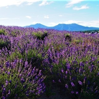 OLYMPUS PEN Lite E-PL6 ダブルズームキット ホワイト