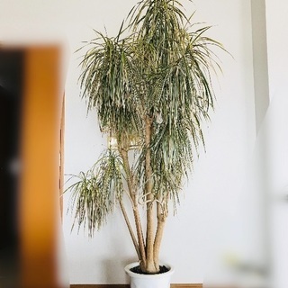 【再値下】大型観葉植物 ドラセナ