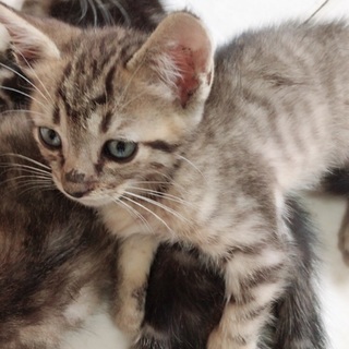 二カ月以内の可愛い子猫の里親さん募集❤️ - 里親募集