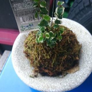 苔玉b皿つき 観葉植物プミラ？