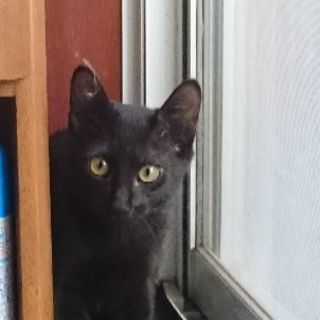 甘えん坊の黒子猫の画像