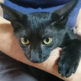 甘えん坊の黒子猫 - 猫