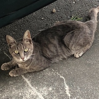 野良猫(確認済み)の母子達 - 前橋市