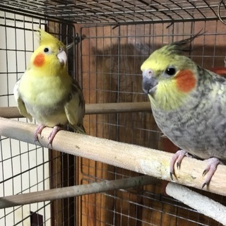 オカメインコ２羽 − 北海道