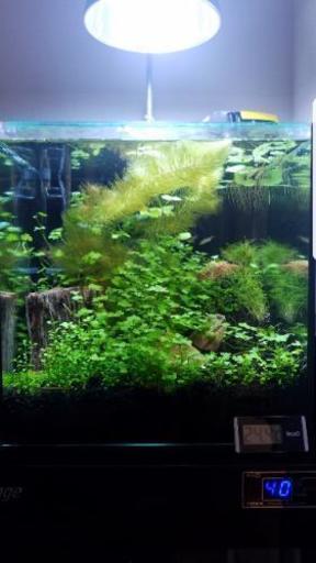 商談中 30cmキューブ水槽セット 4.2万円相当