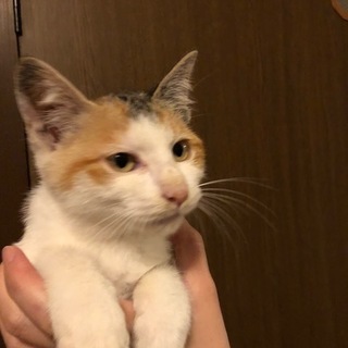 とても人懐こい可愛い三毛猫（メス）です　