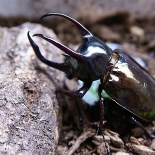 アトラスオオカブト ♀