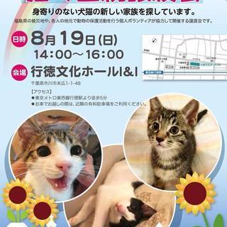 猫の里親譲渡会／市川