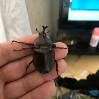 すごく可愛いカブトムシ みさたく 豊四季のその他の中古あげます 譲ります ジモティーで不用品の処分 すごく可愛いカブトムシ みさたく 豊四季のその他の中古あげます 譲ります ジモティーで不用品の処分