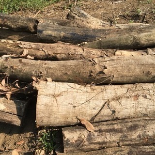 木 ー 伐採木 薪ストーブにいかがですか？