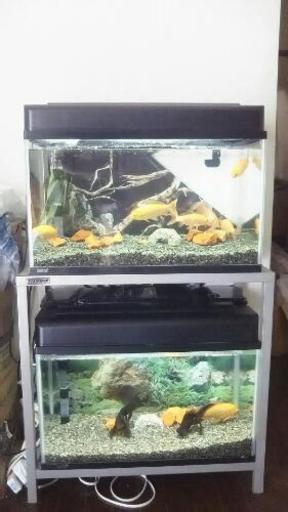 60cm水槽x2 水槽台 金魚セット Hogei 柳生のその他の中古あげます 譲ります ジモティーで不用品の処分 60cm水槽x2 水槽台 金魚セット Hogei 柳生のその他の中古あげます 譲ります ジモティーで不用品の処分