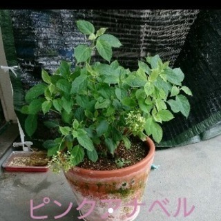 アジサイ／ピンクアナベルの鉢植え・大鉢