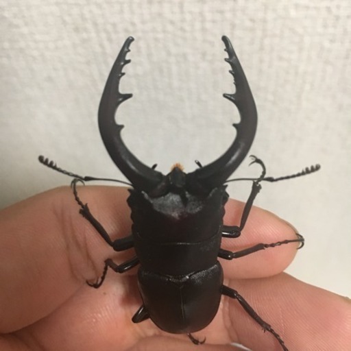 昆虫セット