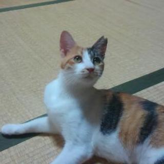 人慣れした美人な三毛猫