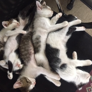 生後約4ヶ月 子猫５匹 里親募集