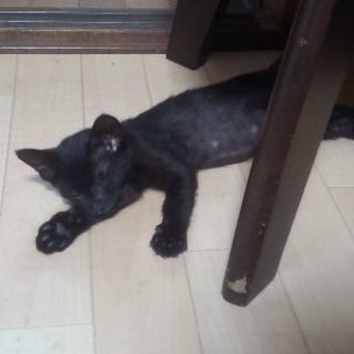 何にでも興味津々!!やんちゃな黒猫の男の子 - 猫