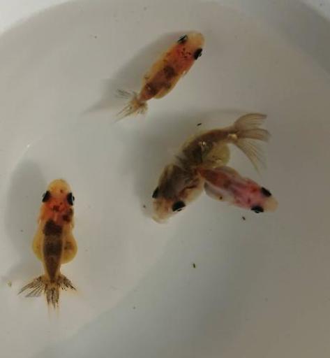 残り5セット 金魚 江戸錦2匹 稚魚 約3 5センチ 目高 Yyd 赤磐の家具の中古あげます 譲ります ジモティーで不用品の処分