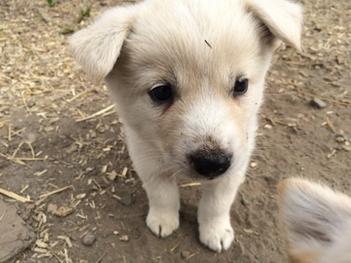 生後1ヶ月の子犬 あと1匹になりました マイク 河東のその他の里親募集 ジモティー