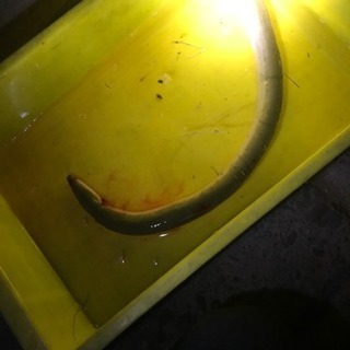 愛知県のうなぎ釣り メンバー募集 ジモティー