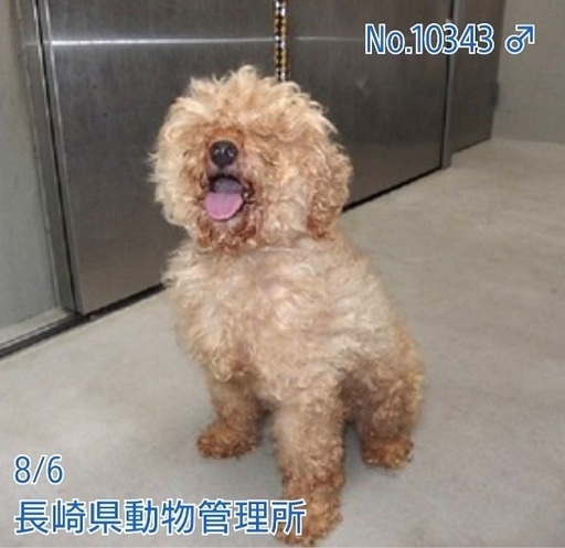 里親決定 有難うございました 飼い主持ち込みで保健所収容 6歳の人懐こい男の子が助けを待っています Kmhらぶ 平戸のトイプードルの里親募集 ジモティー