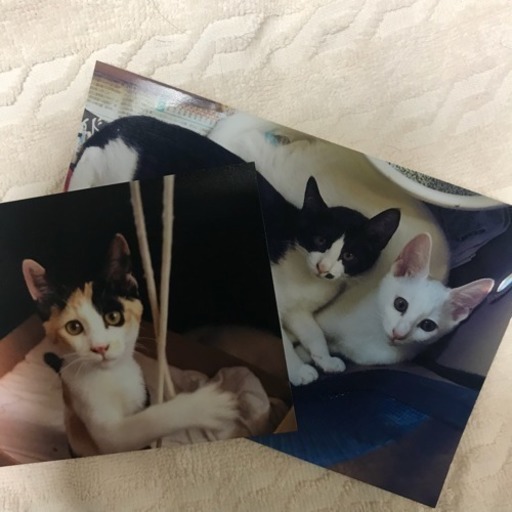 美人三姉妹 約4カ月 三毛 ハチワレ 白 (ちま) 富山の猫の里親募集