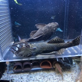 即ブリード可能 ブッシープレコ 成魚ペア ユウイチ 西代のその他の中古あげます 譲ります ジモティーで不用品の処分