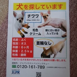 チワワ探しています！