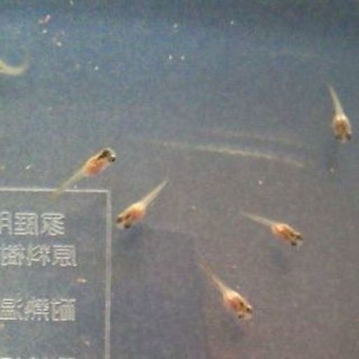 グッピーの稚魚 早く取りに来られる方差し上げます フェアレン 宇都宮のその他の中古あげます 譲ります ジモティーで不用品の処分