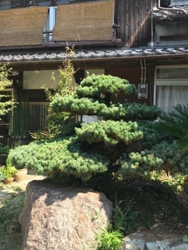庭木の松