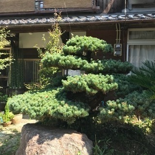 庭木の松