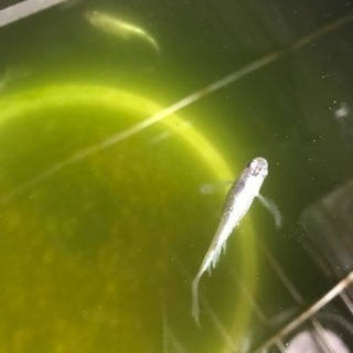松井ヒレ長ラメ 幼魚 1cm〜1.5cm