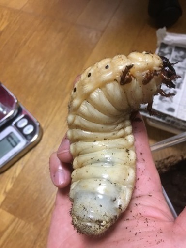 ヘラクレス幼虫 ３令 オス１ メス２ よっしー 栄町のその他の中古あげます 譲ります ジモティーで不用品の処分